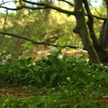 Allium ursinum (Ramsløg)