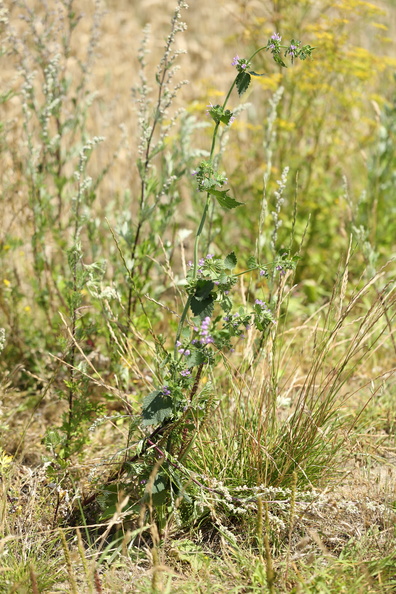 Ballota nigra ssp. nigra_Roed tandbaeger_26072016_Holmegaard_002.jpg