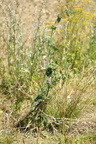Ballota nigra ssp. nigra (Rød tandbæger)