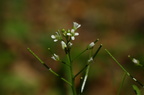 Cardamine flexuosa (Skov-springklap)