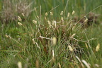 Carex distans (Fjernakset star)