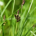 Carex montana_Bakke-star_01062017_Straasoe_Plantage_005.jpg