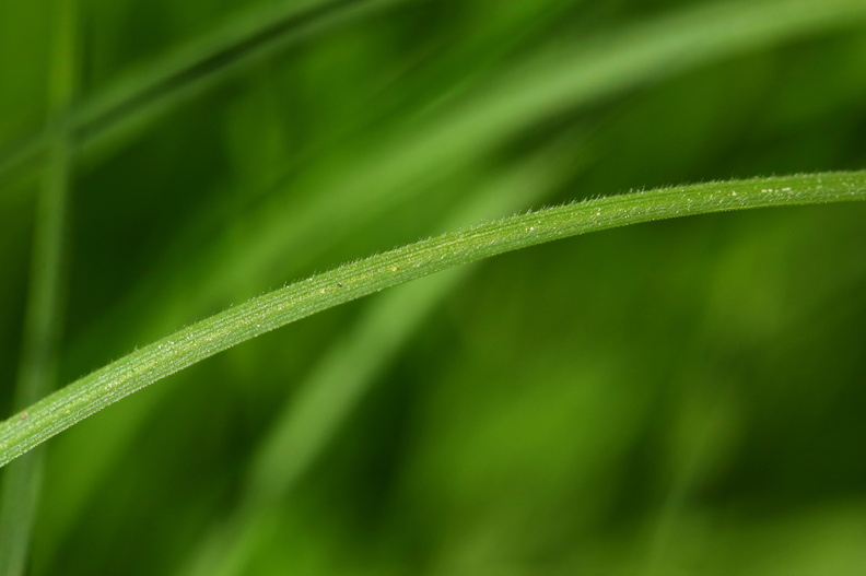 Carex montana_Bakke-star_01062017_Straasoe_Plantage_009.jpg