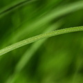 Carex montana (Bakke-star)