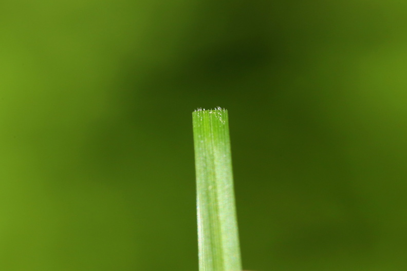 Carex montana_Bakke-star_01062017_Straasoe_Plantage_010.jpg