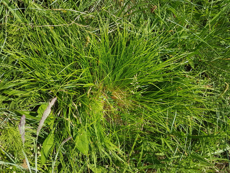 Carex montana_Bakke-Star_31052018_Graettrup_overdrev_001.jpg