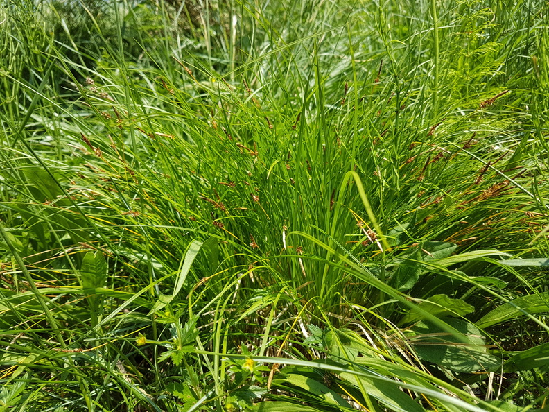Carex montana_Bakke-Star_31052018_Graettrup_overdrev_003.jpg