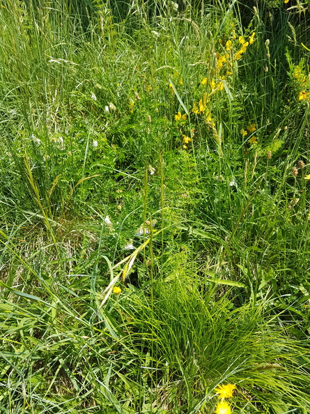 Carex montana_Bakke-Star_31052018_Graettrup_overdrev_004.jpg