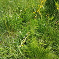 Carex montana (Bakke-star)