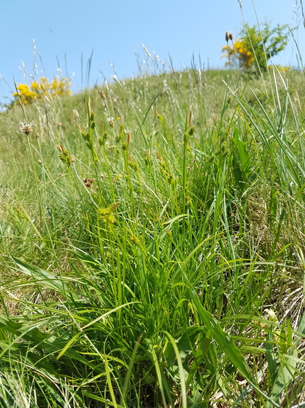 Carex pallescens_Bleg Star_31052018_Graettrup_overdrev_005.jpg