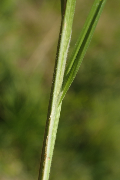Carex pallescens_Bleg star_31052018_Holtum_aadal_002.jpg