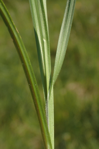 Carex pallescens_Bleg star_31052018_Holtum_aadal_006.jpg