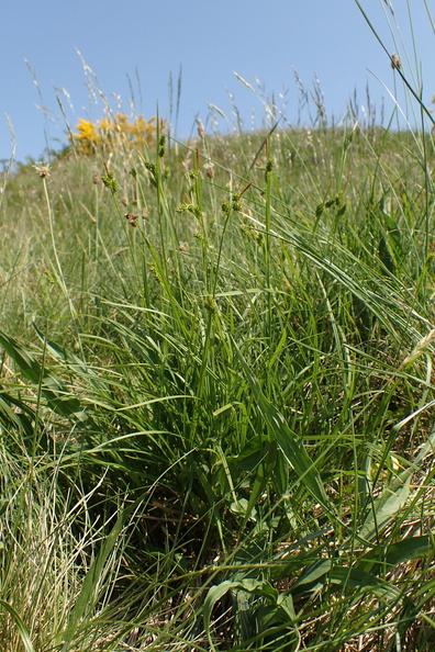 Carex pallescens_Bleg star_31052018_Holtum_aadal_008.jpg