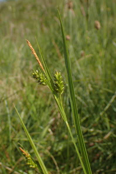 Carex pallescens_Bleg star_31052018_Holtum_aadal_010.jpg