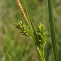 Carex pallescens (Bleg star)