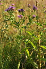 Centaurea phrygia ssp. pseudophrygia (Fjer-Knopurt)