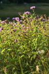 Centaurea phrygia ssp. pseudophrygia (Fjer-Knopurt)