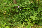 Cephalanthera rubra (Rød skovlilje)