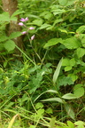 Cephalanthera rubra (Rød skovlilje)