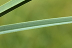 Cladium mariscus (Hvas avneknippe)