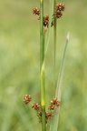Cladium mariscus (Hvas avneknippe)