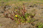 Cotula coronopifolia (Firkløft)