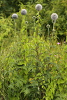 Echinops exaltatus (Høj tidselkugle)
