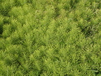 Equisetum arvense (Ager-padderok)