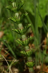 Equisetum telmateia (Elfenbens-padderok)