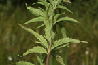 Eupatorium cannabinum (Hjortetrøst)