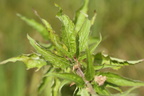 Eupatorium cannabinum (Hjortetrøst)