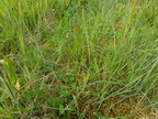 Festuca rubra ssp. juncea (Blågrøn svingel)