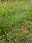 Festuca rubra ssp. juncea (Blågrøn svingel)