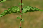 Filipendula ulmaria (Almindelig mjødurt)