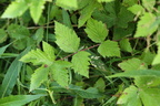 Filipendula ulmaria (Almindelig mjødurt)