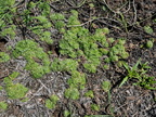Hottonia palustris (Vandrøllike)