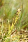 Liparis loeselii (Mygblomst)