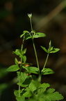 Moehringia trinervia (Skovarve)