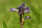 Orobanche purpurea (Røllike-gyvelkvæler)