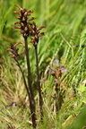 Orobanche purpurea (Røllike-gyvelkvæler)