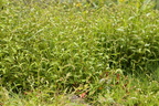 Persicaria hydropiper (Bidende pileurt)