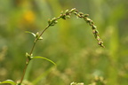 Persicaria hydropiper (Bidende pileurt)