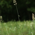Phalaris arundinacea (Rørgræs)
