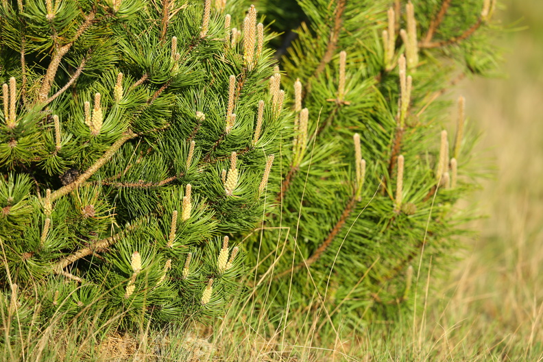 Pinus mugo_Bjergfyr_15052018_Jyndevad_Plantage_055.jpg