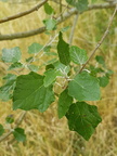 Populus x canescens (Grå-poppel)