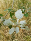 Populus x canescens (Grå-poppel)