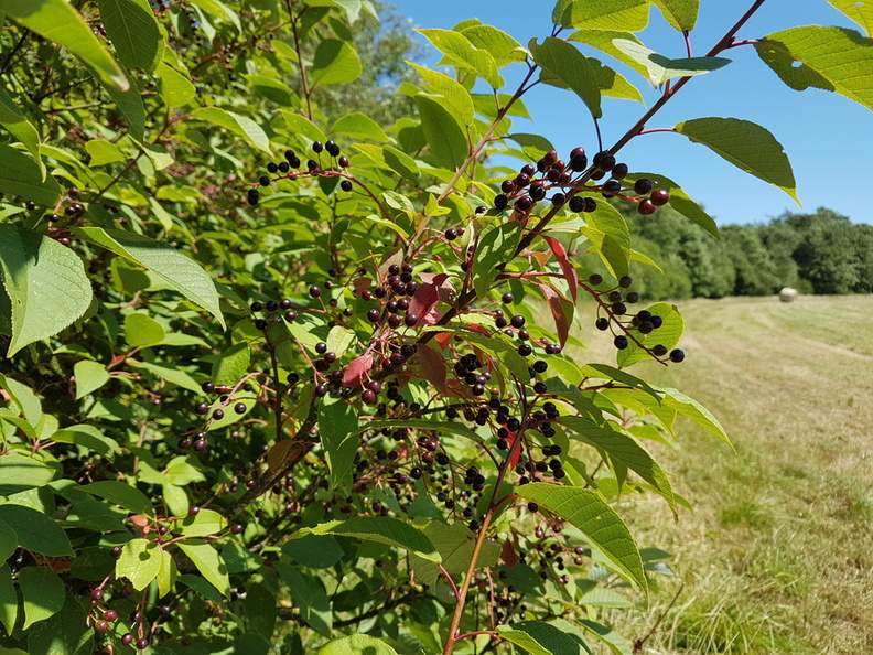 Prunus padus_Almindelig haeg_03072018_Storaa_005.jpg