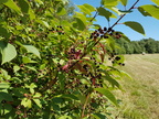 Prunus padus (Almindelig hæg)
