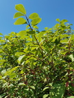Prunus padus (Almindelig hæg)