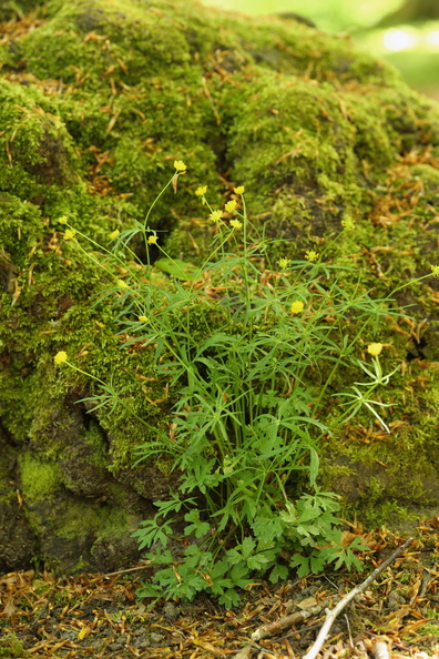 Ranunculus auricomus_Nyrebladet Ranunkel_11052018_Trelde_Naes_114.jpg